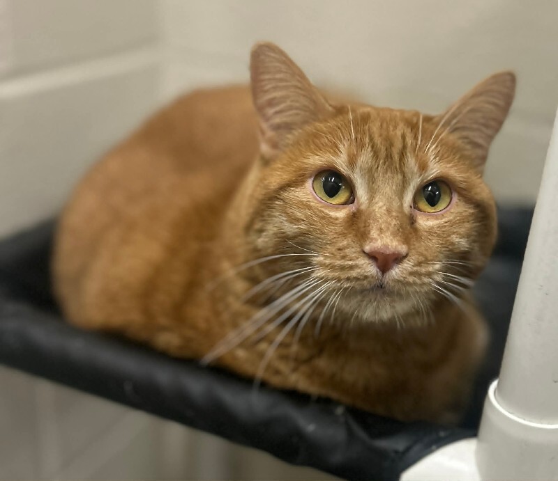 Picture of the Animal Listed